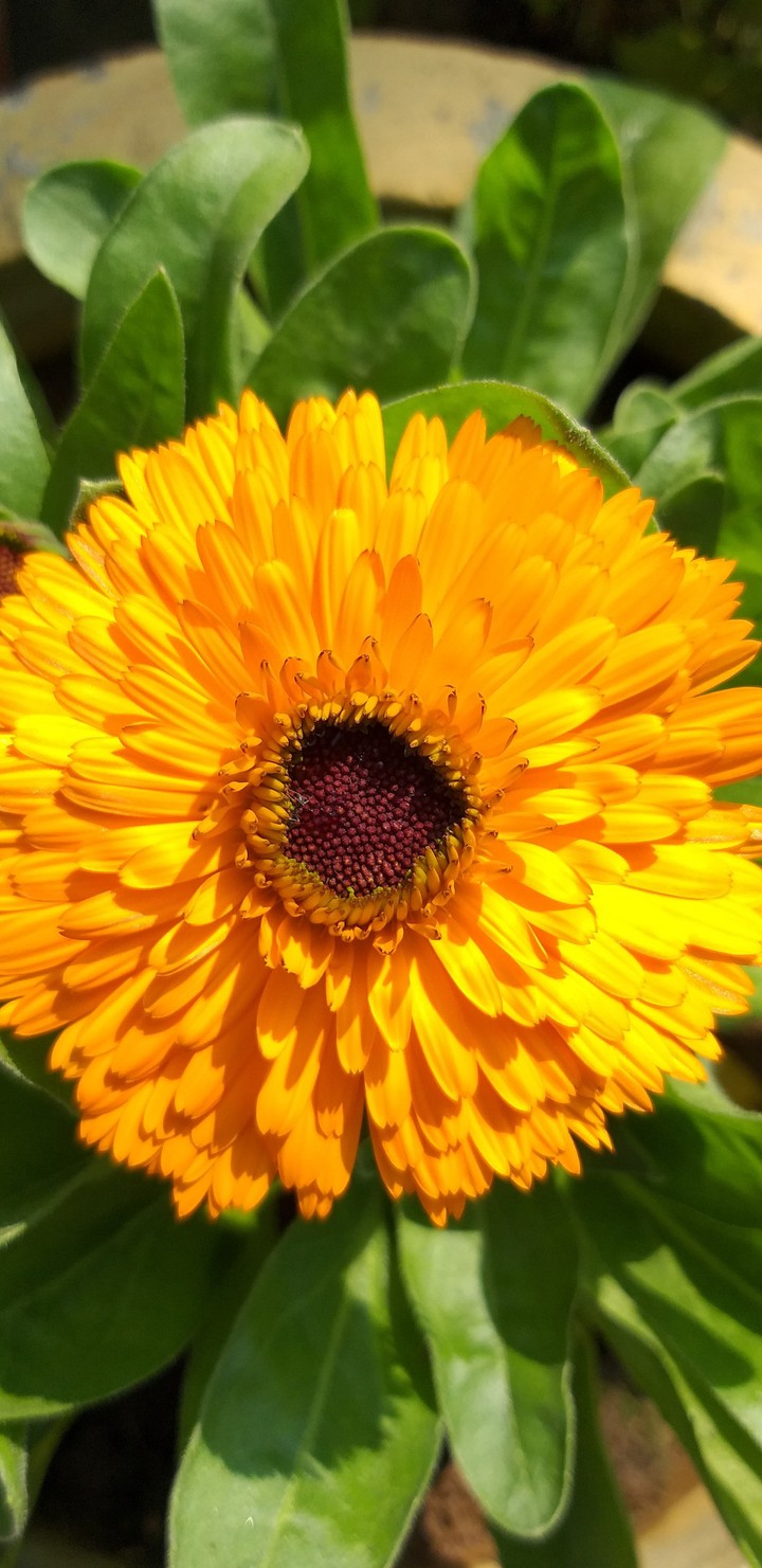 Yellow Flower