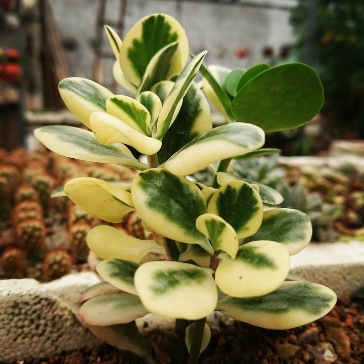plant