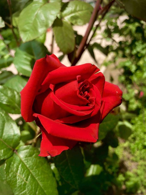 Red rose