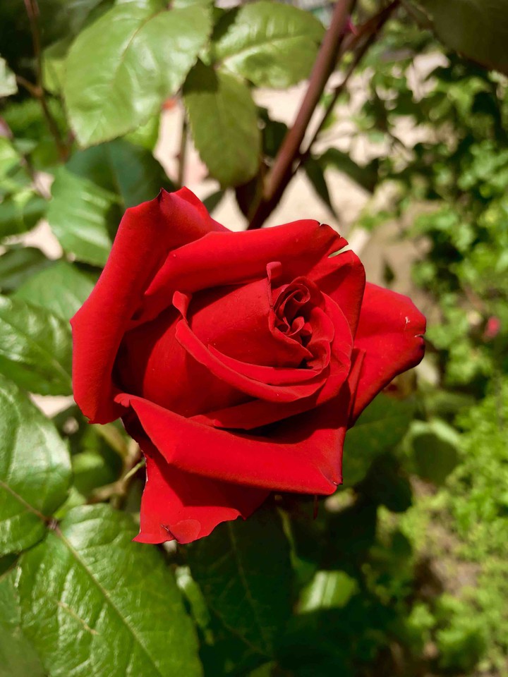 Red rose