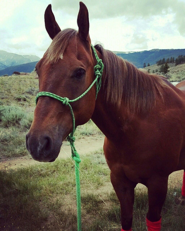 horse2