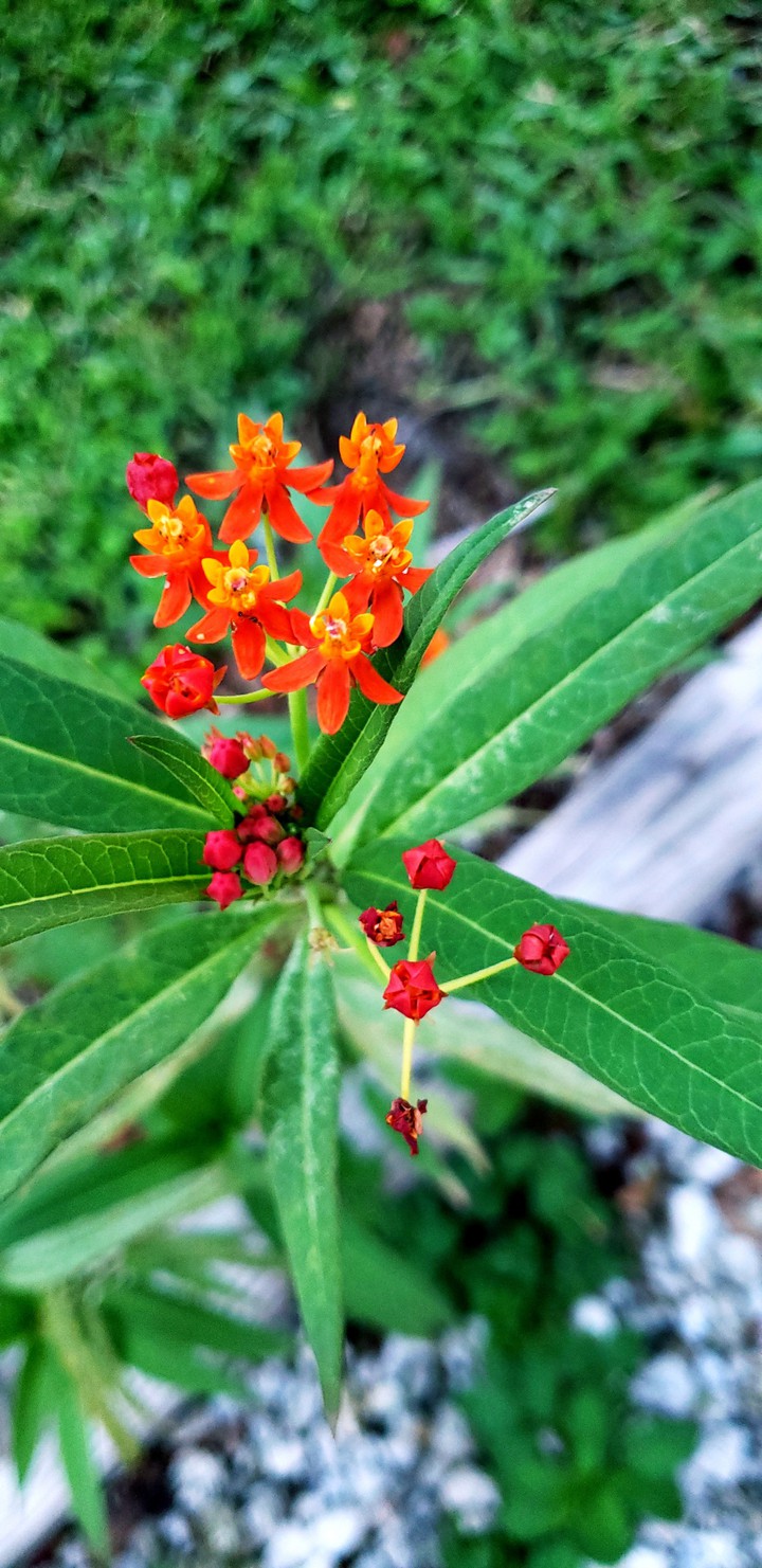 Orange Flowers