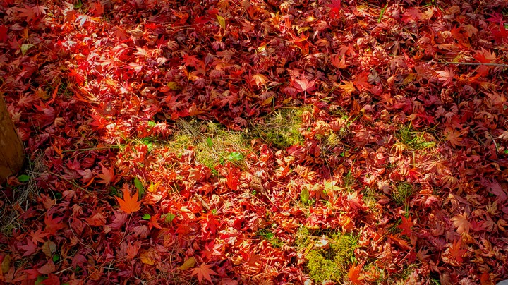 紅葉