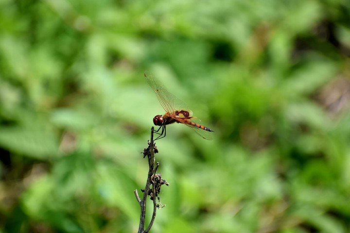 click in my fharm....NIKON D3300 DSLR LAST DAY