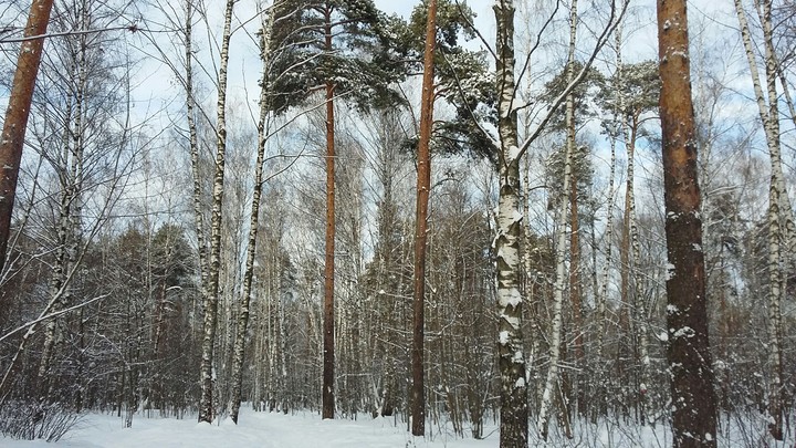 forest
