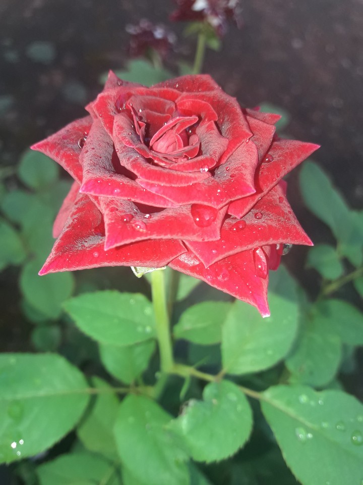 rose