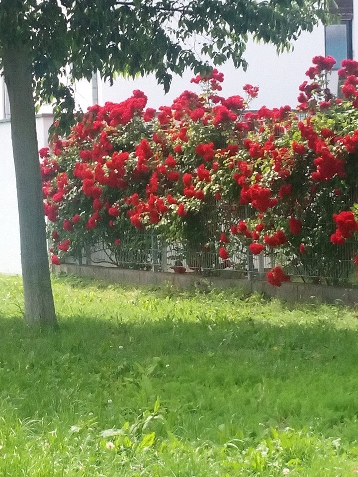 Rosen