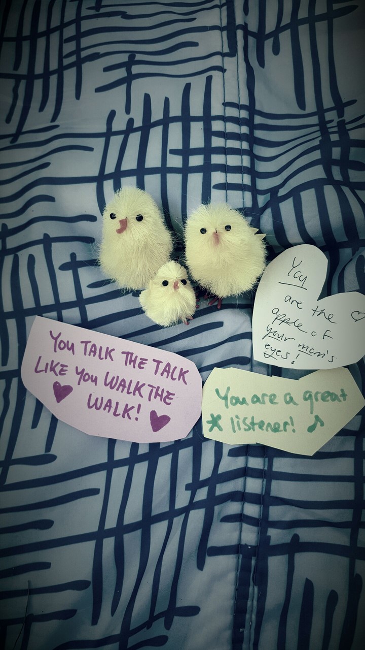 good luck chicks!