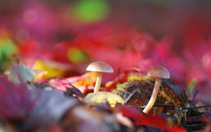 Mushroom !!