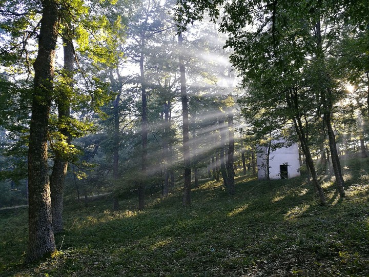 bosco montepiano Accettura