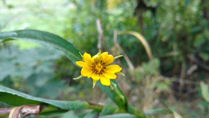 yellow flower