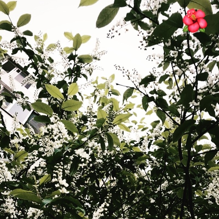 spring