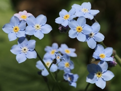flower, borages wallpapers