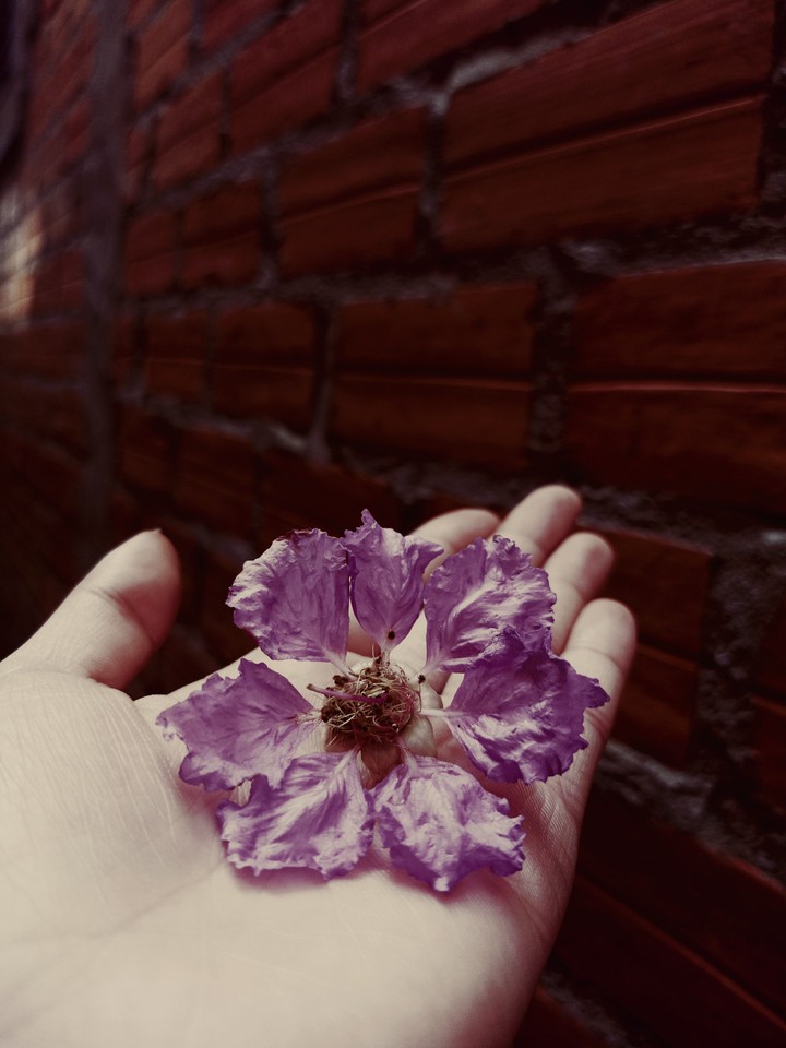 Flower Lagerstroemia sad