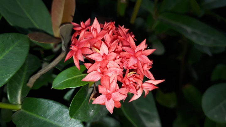 Rangan