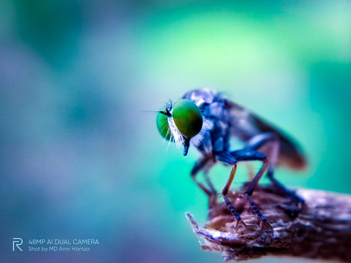 big fly