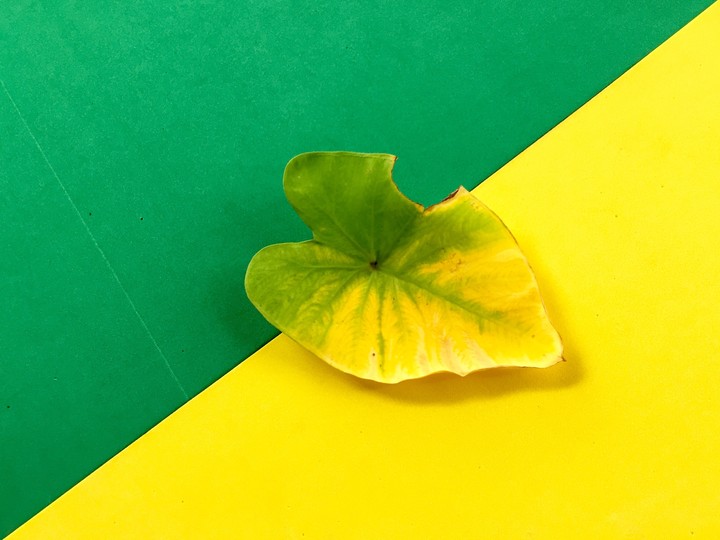 Green & yellow leaf