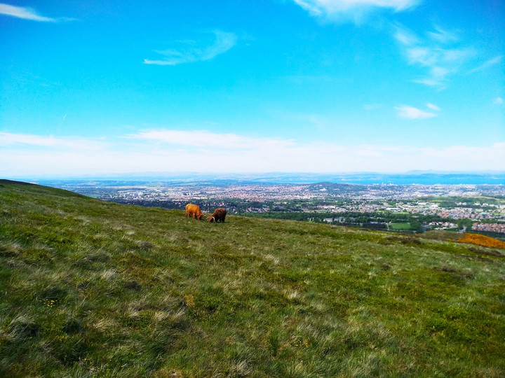 Hairy Cows