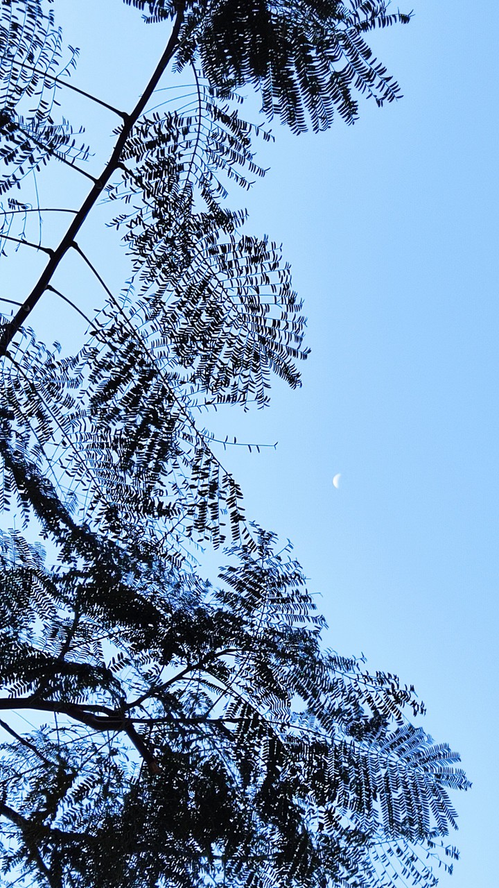 day moon