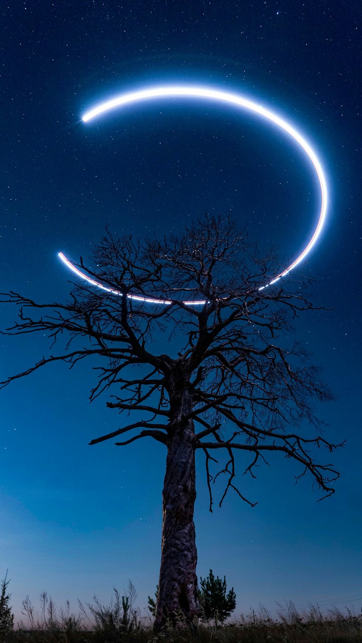 tree