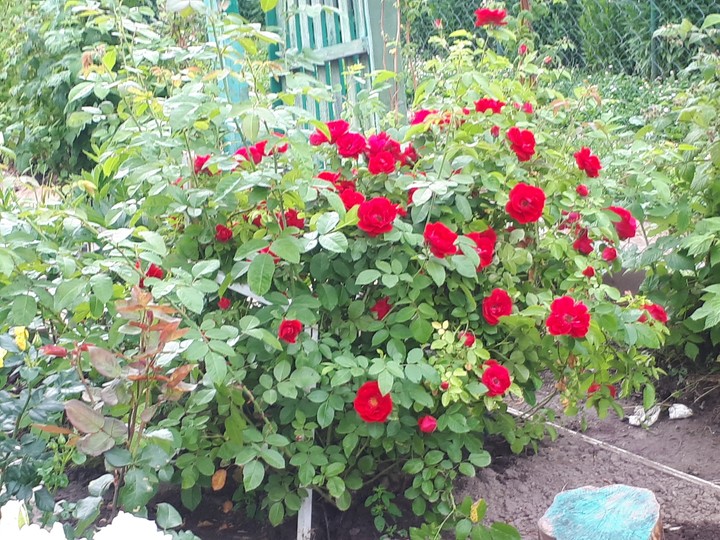 Red roses