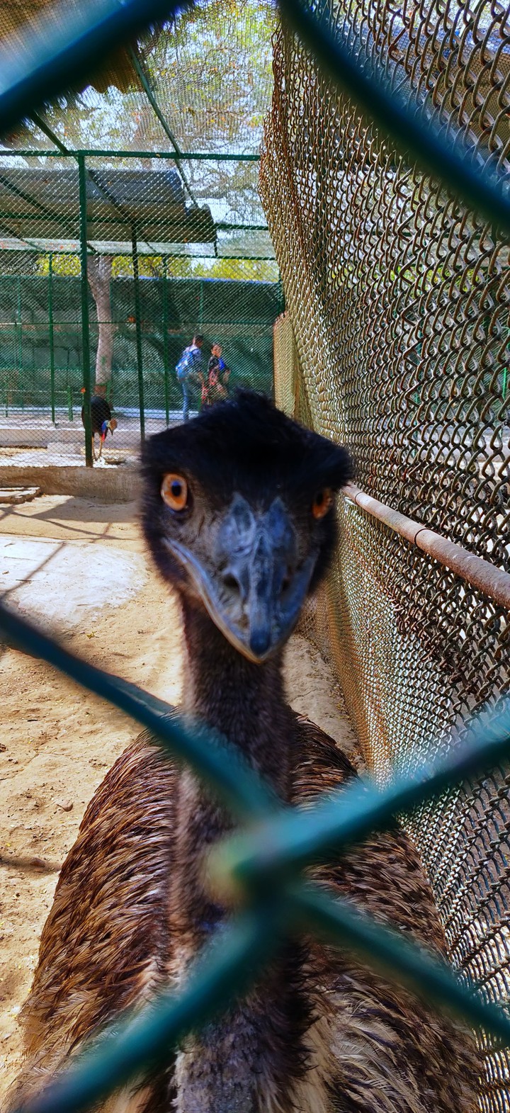 ostrich