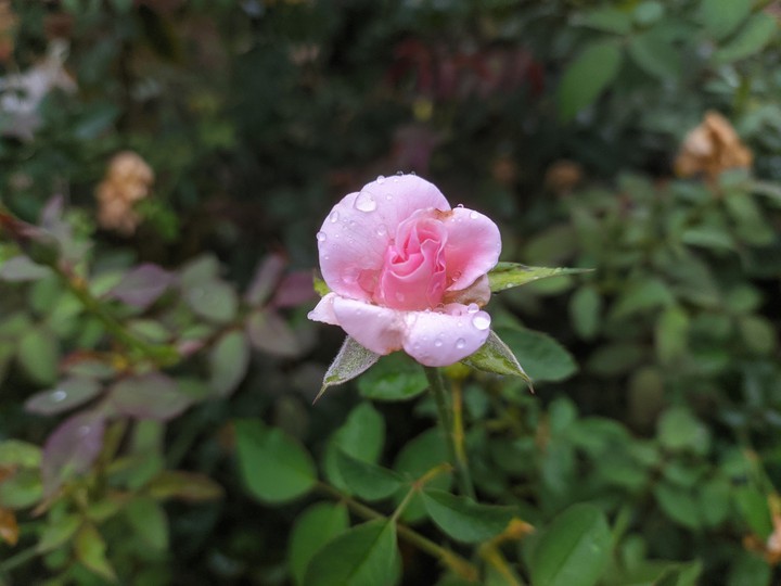 Rose