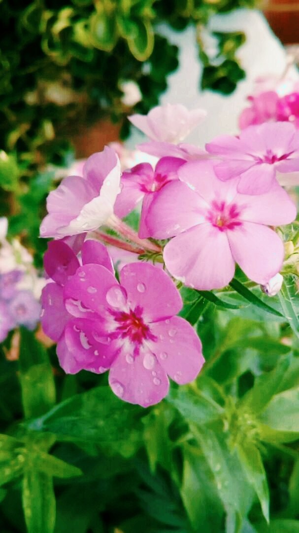 Naturaleza