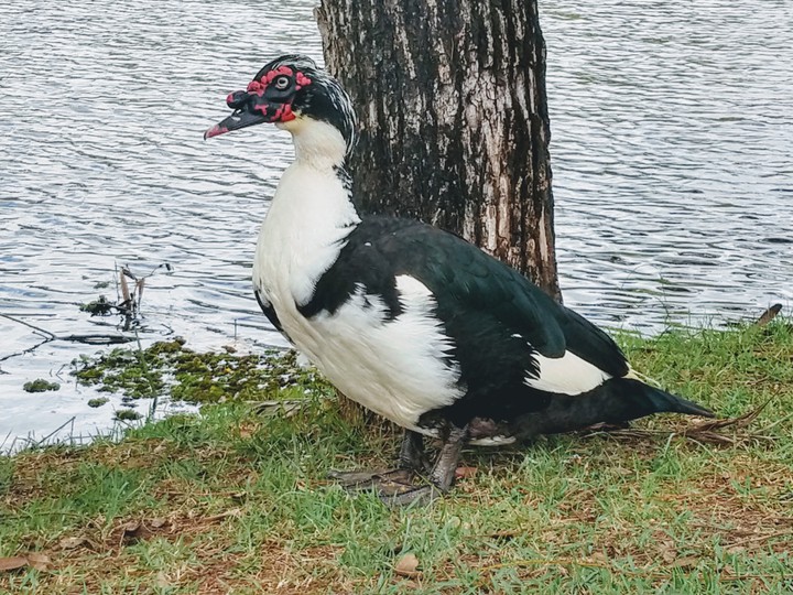 The duck and the lake