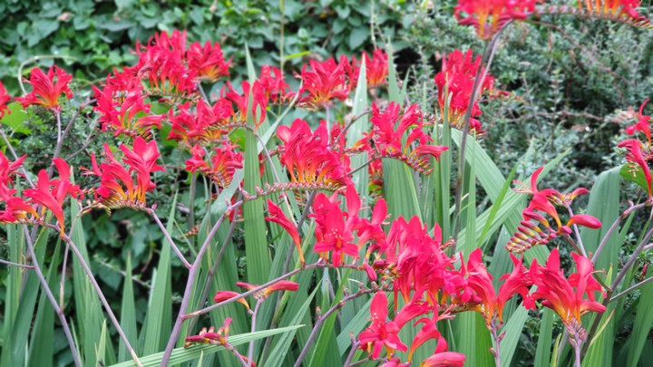 red flower