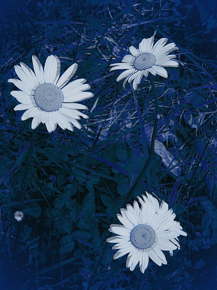 Bluish Daisies