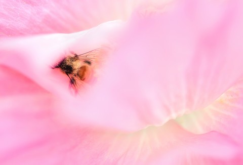 Bee collecting honey