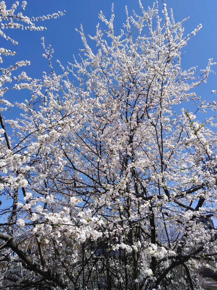 spring