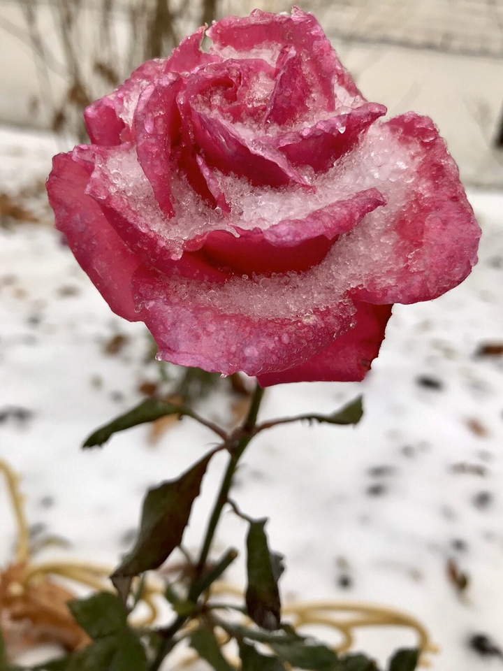 rose