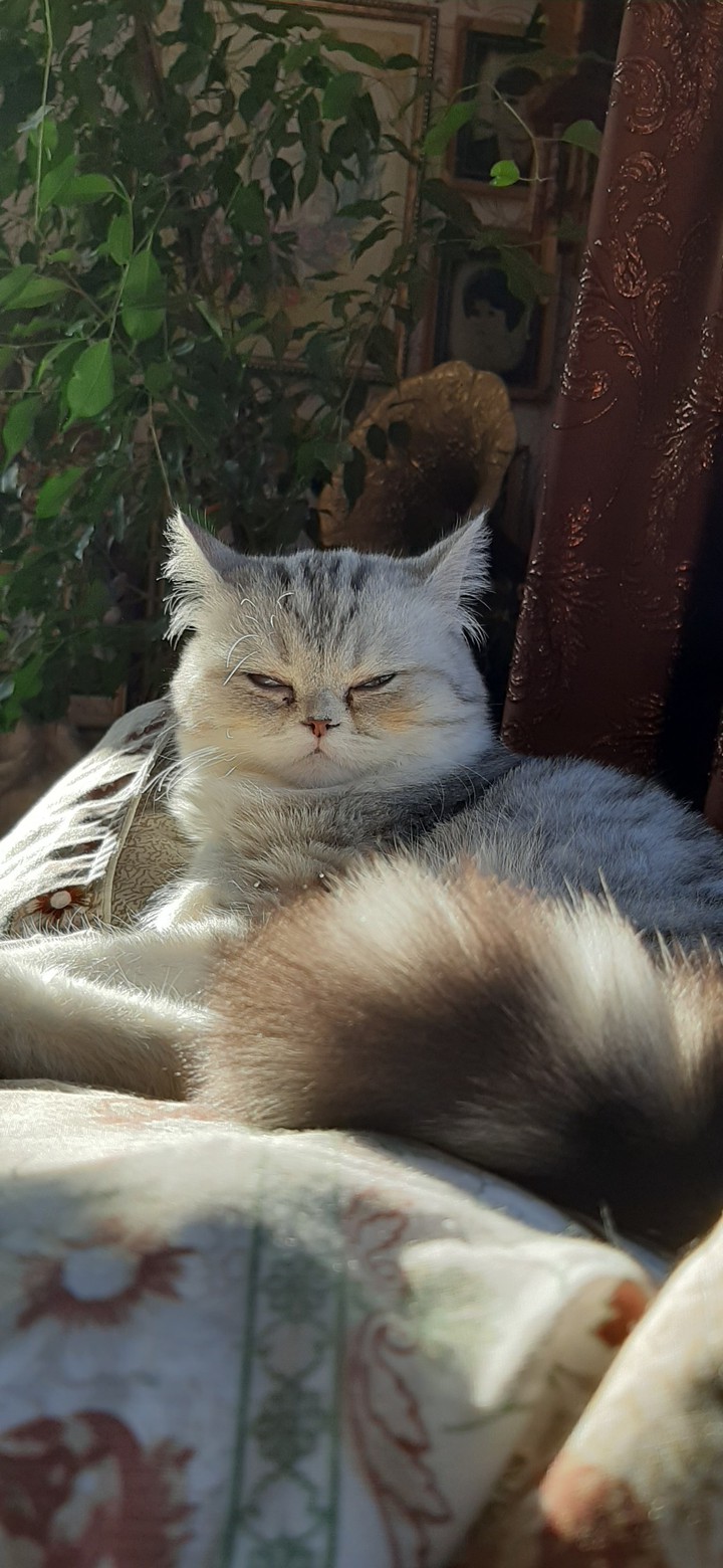 cat