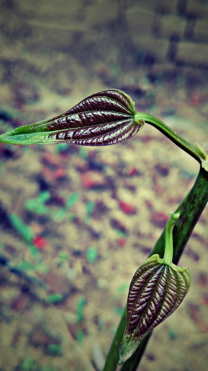 Nature My click