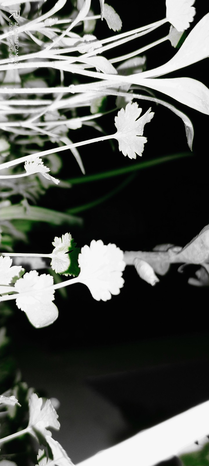 green& black flower's