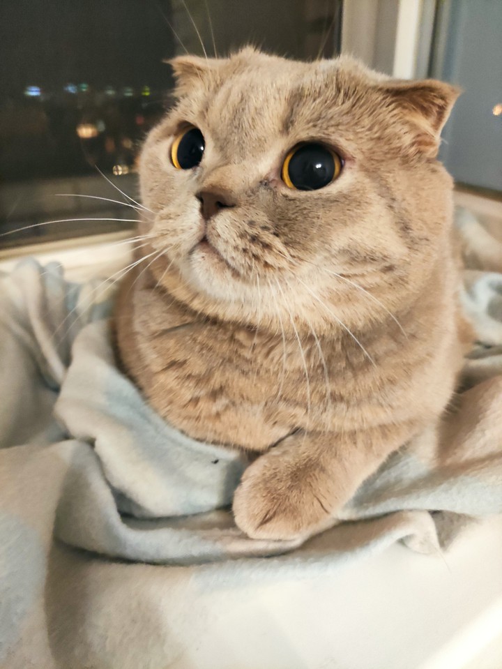 Кошка