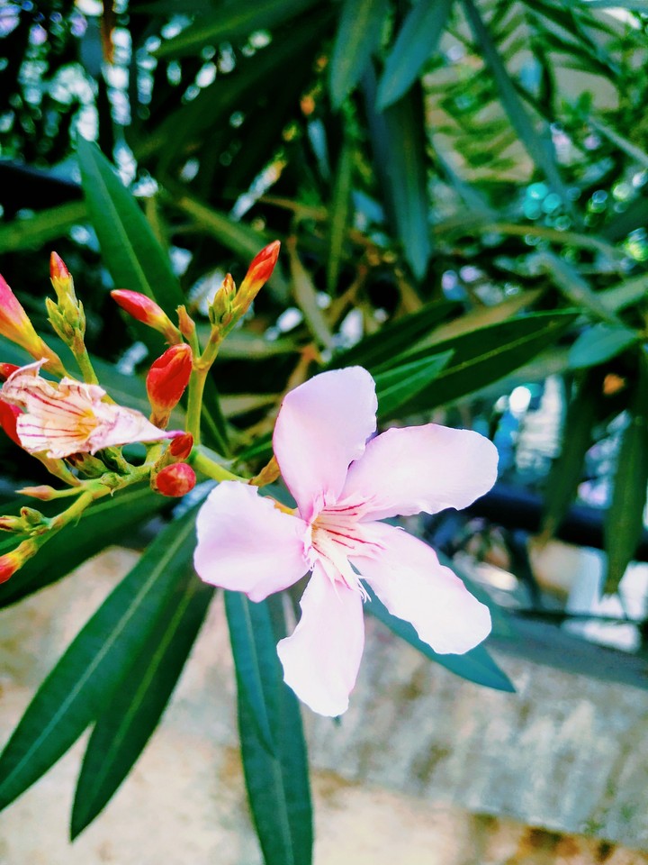 Flower