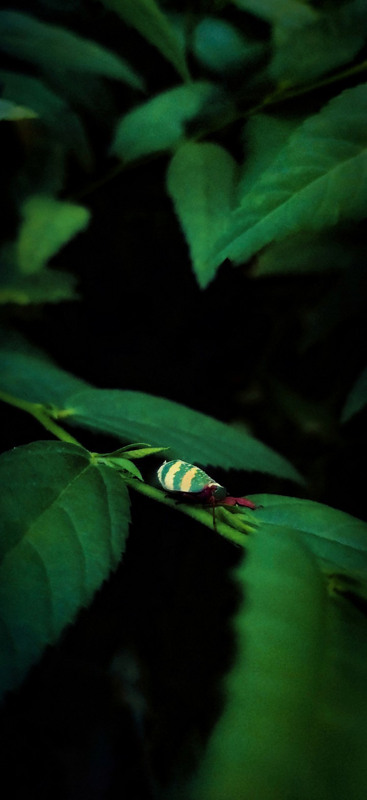 im bug