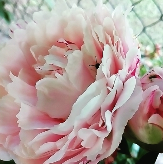 peonia