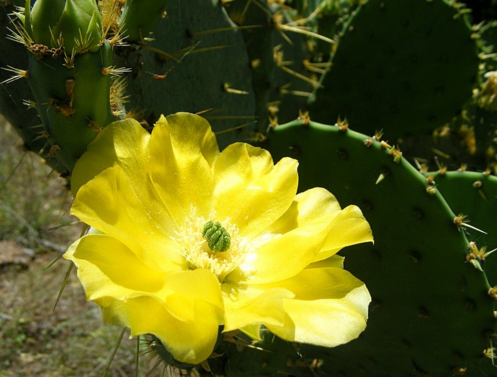 cactus in bloom
