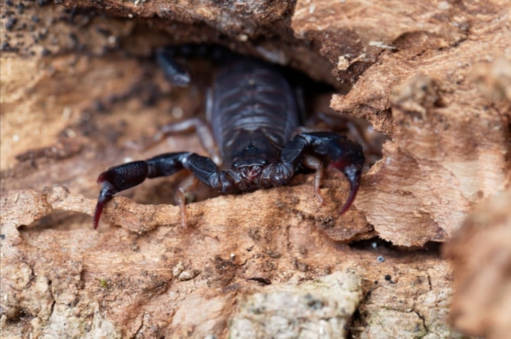 Black Scorbion