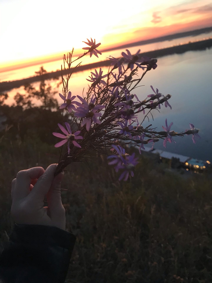 Цветы на фоне заката