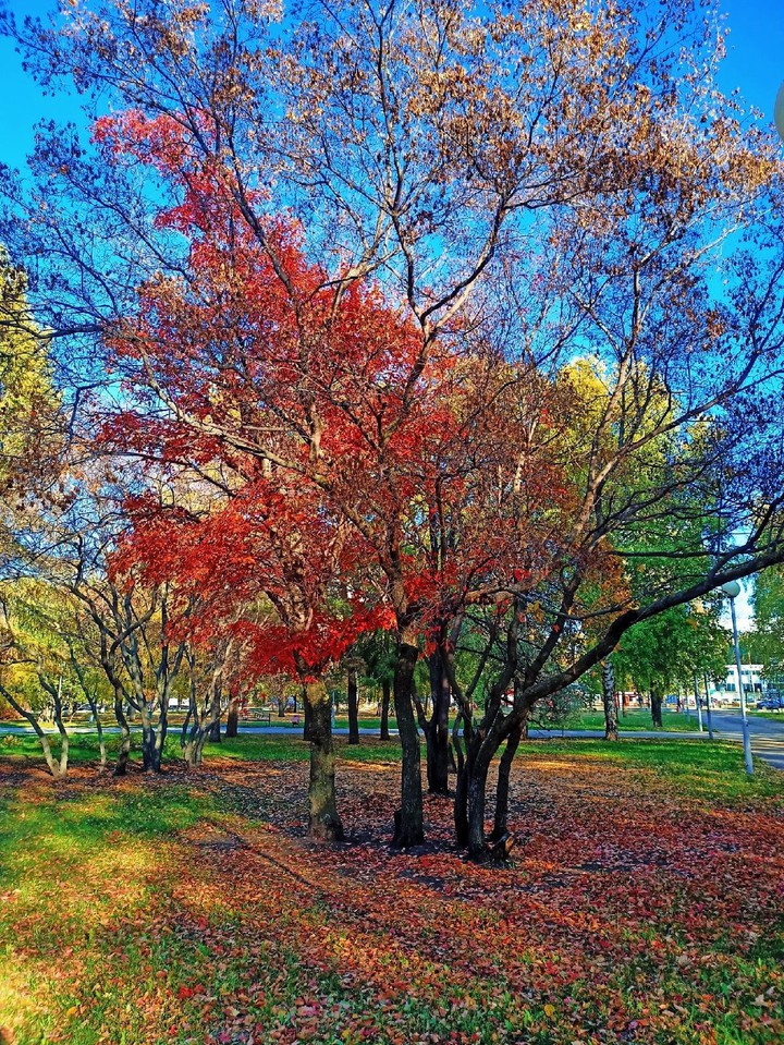 Парк ,осень