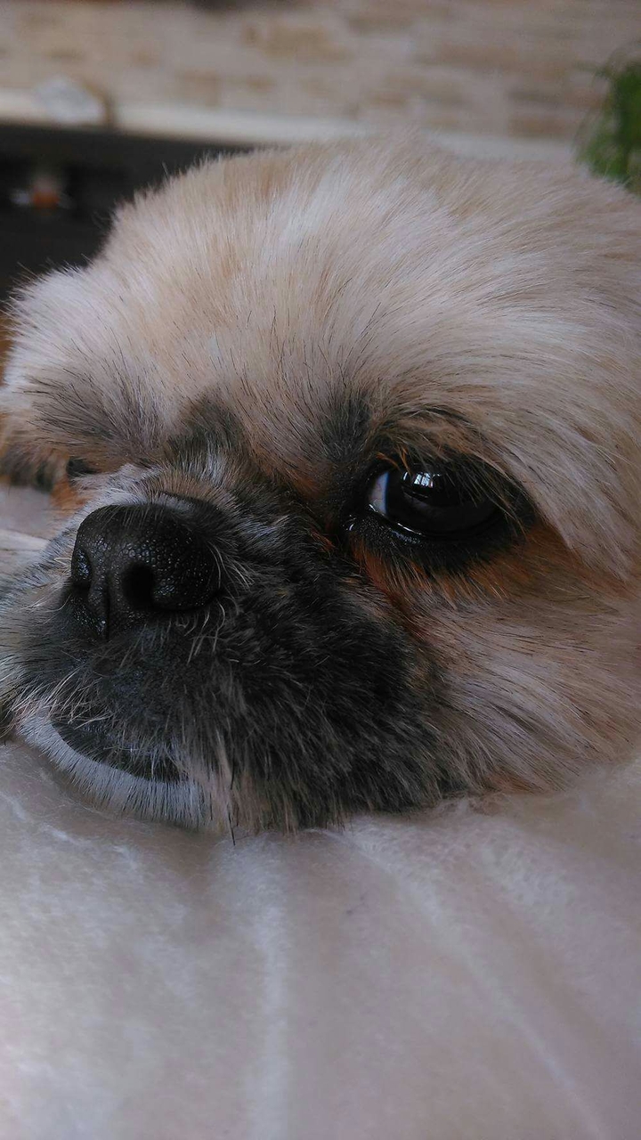 Sweet dog