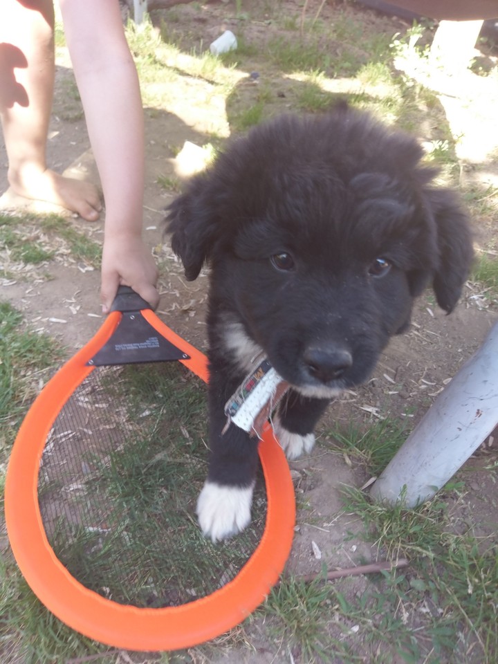 Cute dog ❤️