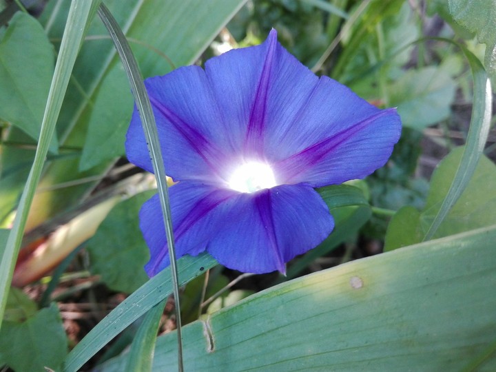 blue