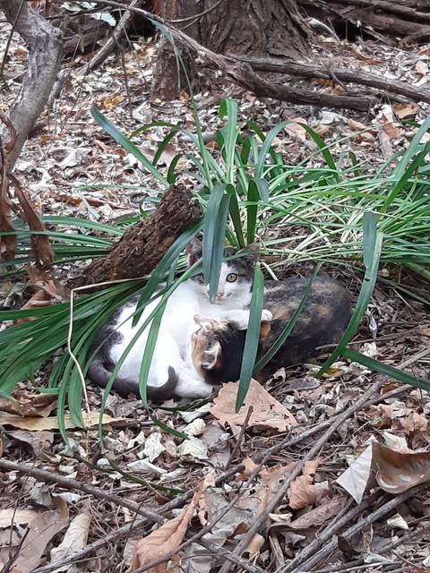 cat, Fawn wallpapers