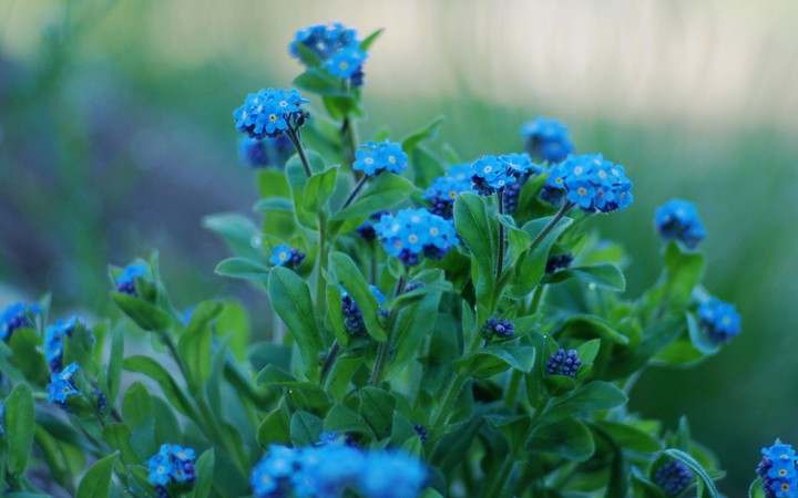 Forget-me-not